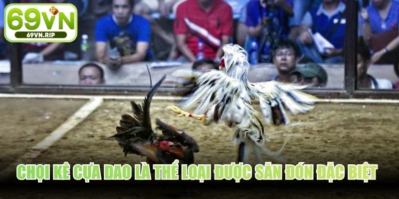 Chọi kê cựa dao là thể loại được săn đón đặc biệt cho nhiều người